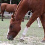 Enseñanza de un curso de equinoterapia Chile con caballos